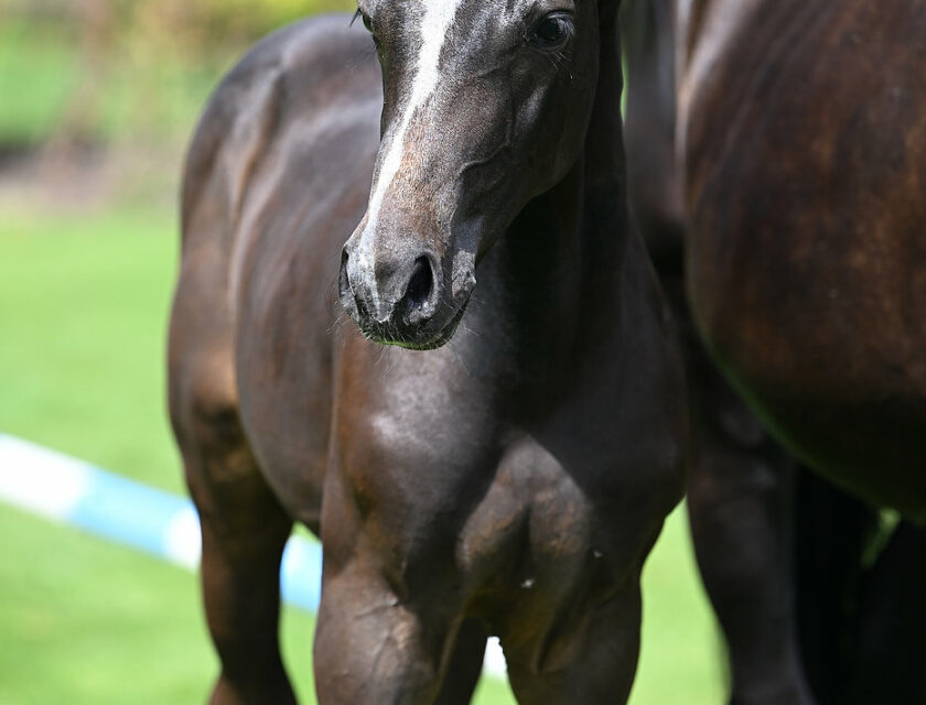 11. Wonder Boy STX Van Kattenheye