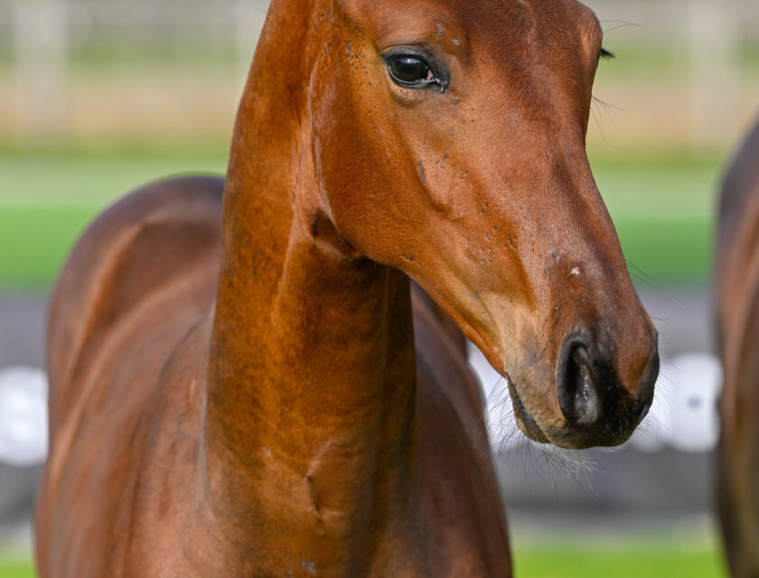 11. Amarillo STX van Kattenheye