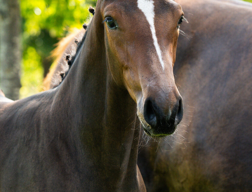 11. Crocus-STX van Kattenheye