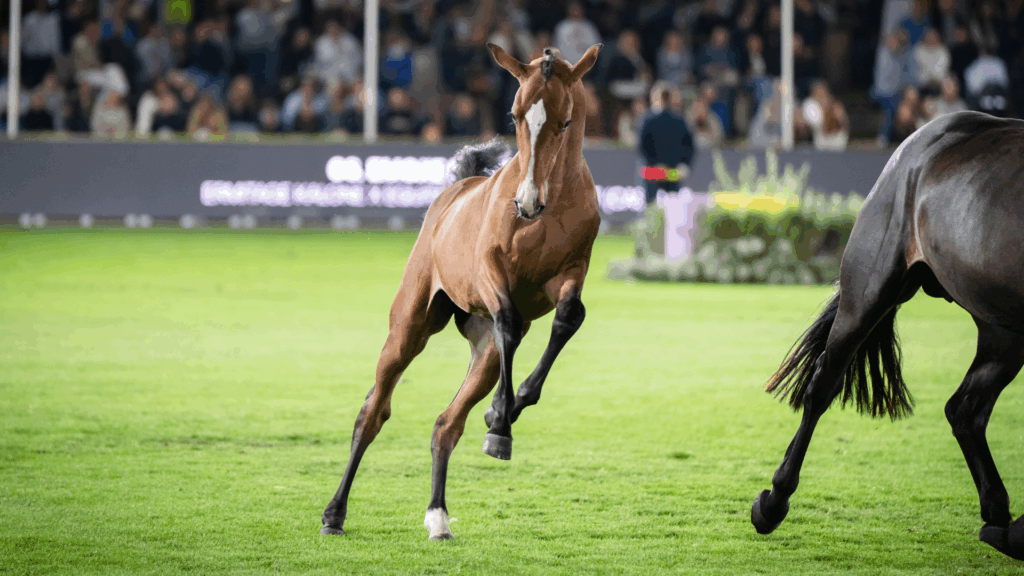The Stephex Exclusive Breeding Collection Auction Returns to the Brussels Stephex Masters