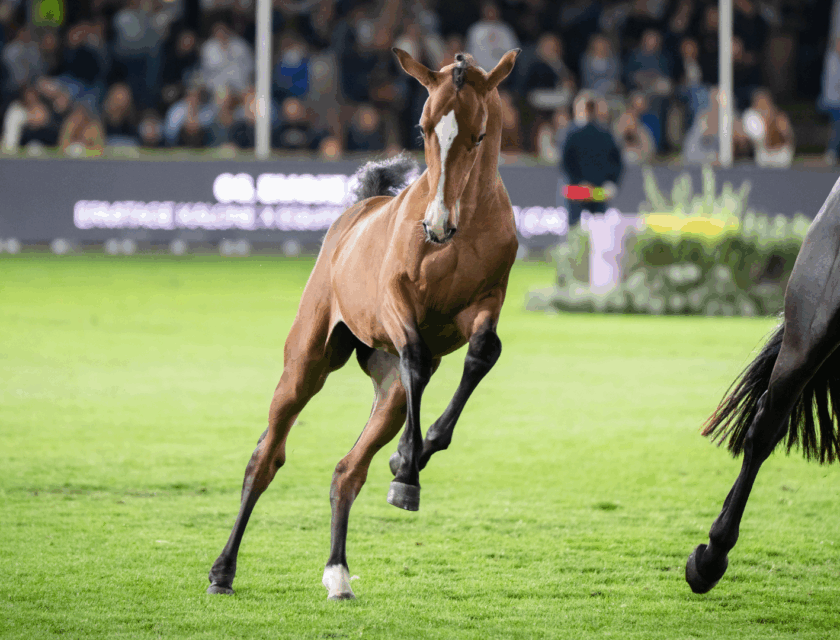 The Stephex Exclusive Breeding Collection Auction Returns to the Brussels Stephex Masters